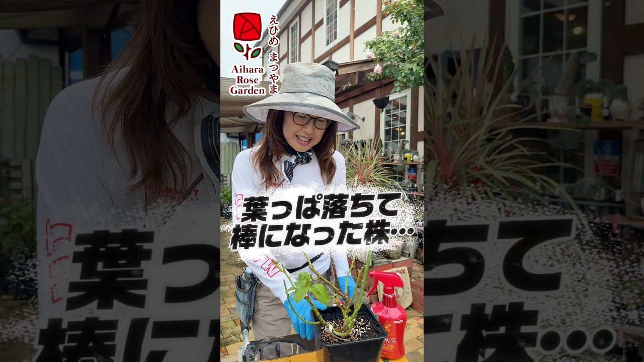 葉っぱ落ちて棒になった株… #相原バラ園 #バラの育て方