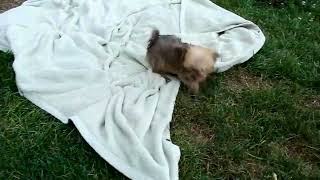 Havashire Puppies For Sale