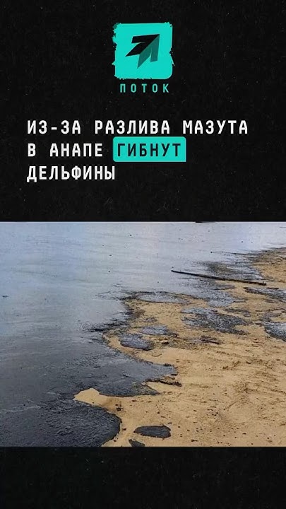Из-за разлива мазута в Анапе гибнут дельфины #поток #новости #Анапа # ...