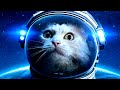 What happened to felicette in space first cat in space