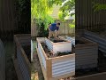 Canadian mans summer  building a key hole planter backyardgardening homeproject toronto