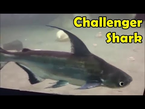 Challenger Kopek Baligi Bakimi Ve Ozellikleri Youtube