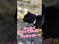 【マジで爆笑】ビビって毒舌&早口になる天才お喋り猫 #cat #しゃべる猫