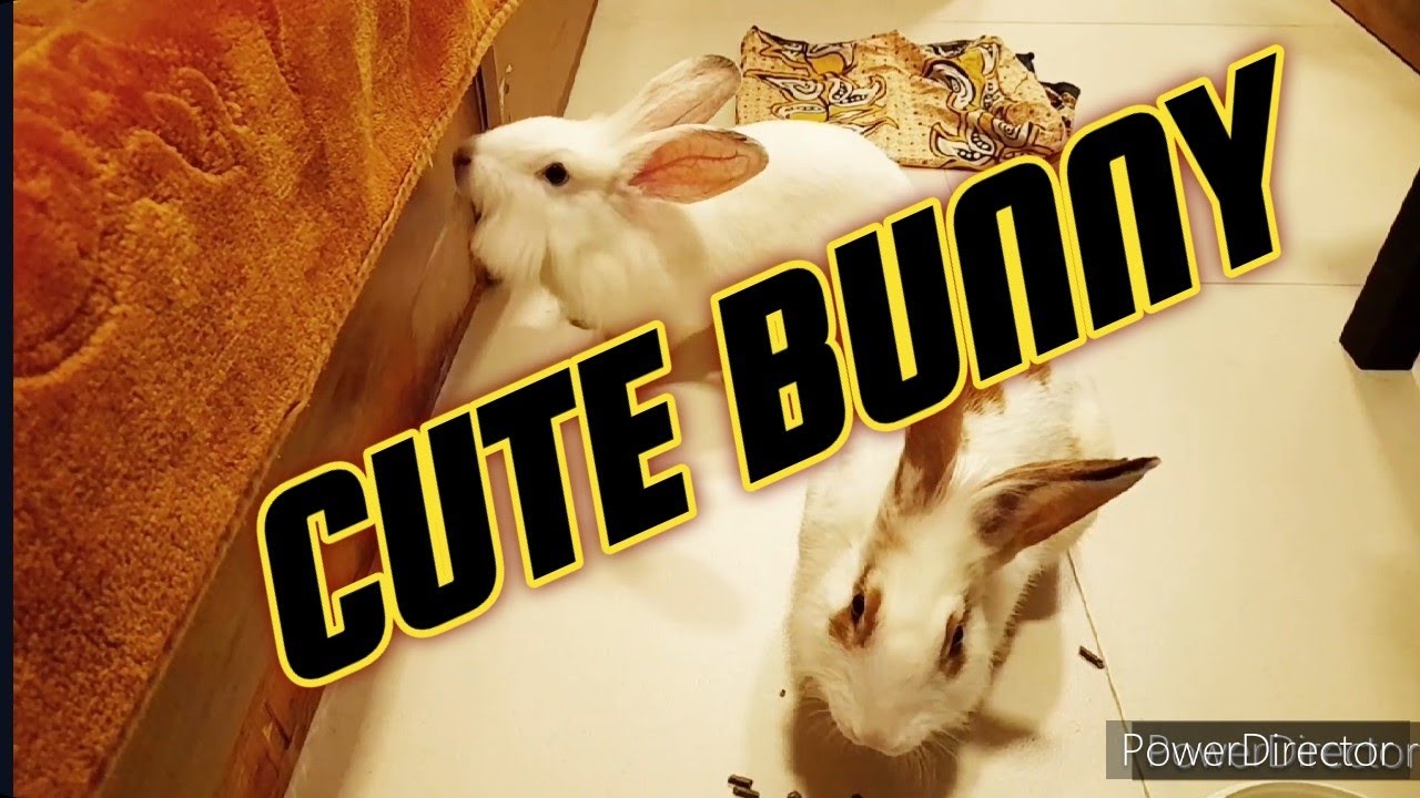 Cute Bunny. YouTube