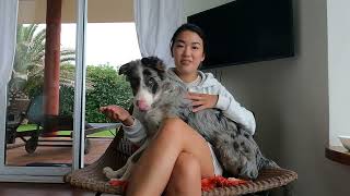 Border Collie 5 Months Old (VIDEO MONTAGE)