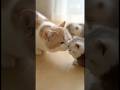 親子ネコです❤️お母さんのマネをしてますね。 #ねこ #cat #子ネコ #kitten #cute #cutecat #love #癒し #animals #ネコ