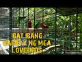 Lovebirds farm ibat ibang variety ng mga ibon