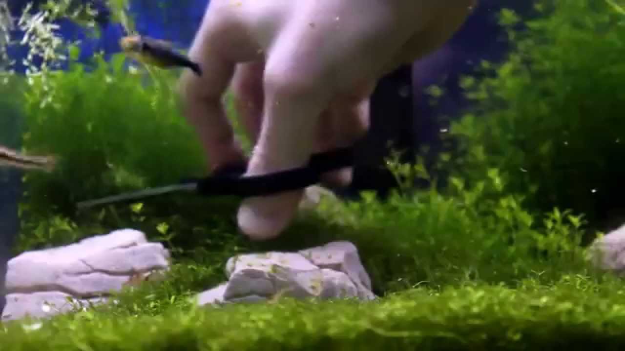 Hemianthus micranthemoides trimming