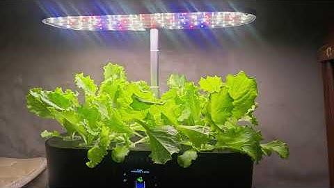 This is my hydroponic garden, I
