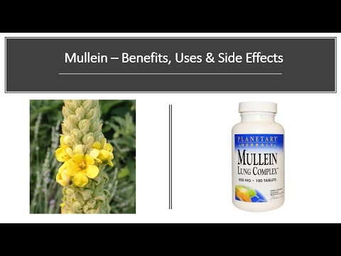 Mullein  - Benefits, Uses & Side Effects