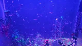 49 Minutes of SEA-MONKEYS Swimming in the Glowing Moonlight