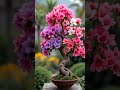 Inspirasi Bonsai Bougenville Pelangi #bonsaibougenvil #inspiration #shorts #bonsaiunik