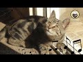 Music for stressed out cats - Cat purring sound and calming piano music