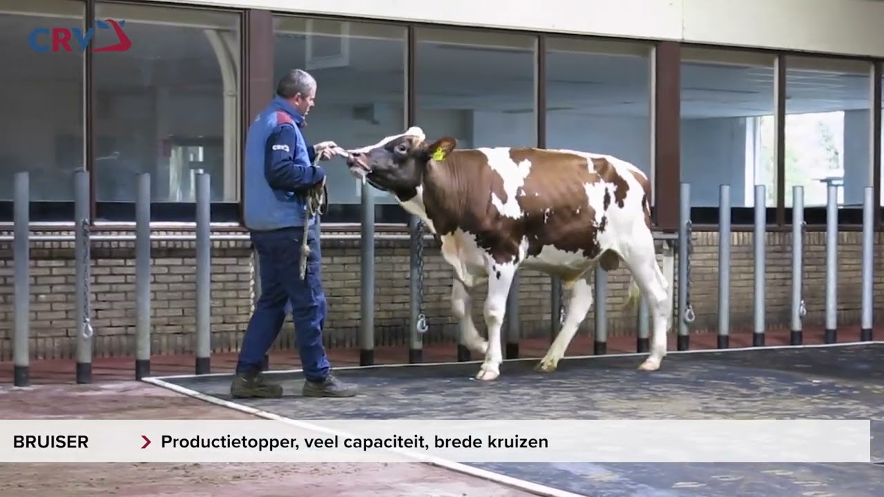 Holstein bull Bruiser