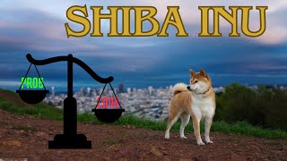 Shiba inu pros and cons. Must know before owning a shiba inu dog!🐕