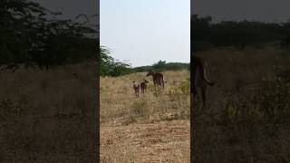 nilgai ke bacche ka per Tut Gaya #treding #shorts 🐴🐴