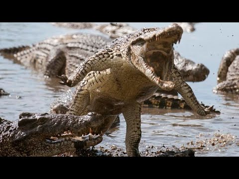 🔴 THE CUBA CROCODILE IS THE MOST AGGRESSIVE AMONG THE AGGRESSIVE