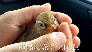 【緊急保護】このあと、この鳥が手の中でとった驚きの行動に泣きました。