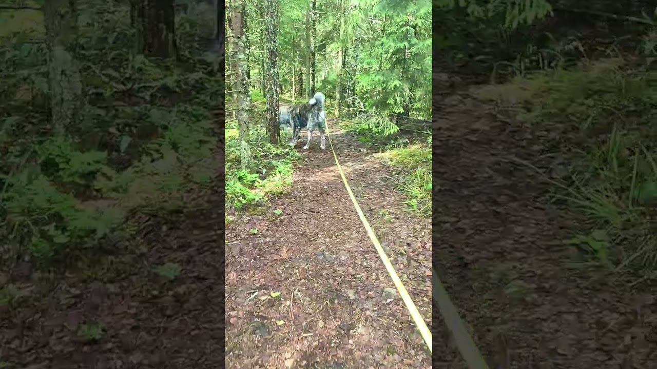 Käytätkö kävelymattoa? 