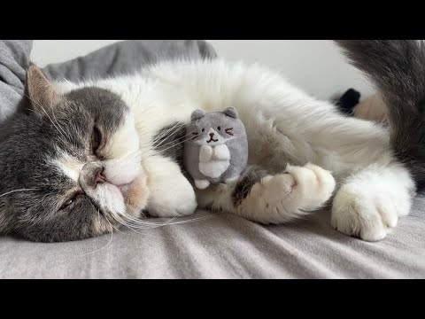 ぶちゃいくねこ様 8 件の「ぶさかわ猫」のアイデアを今すぐ保存 | エキゾチック 猫