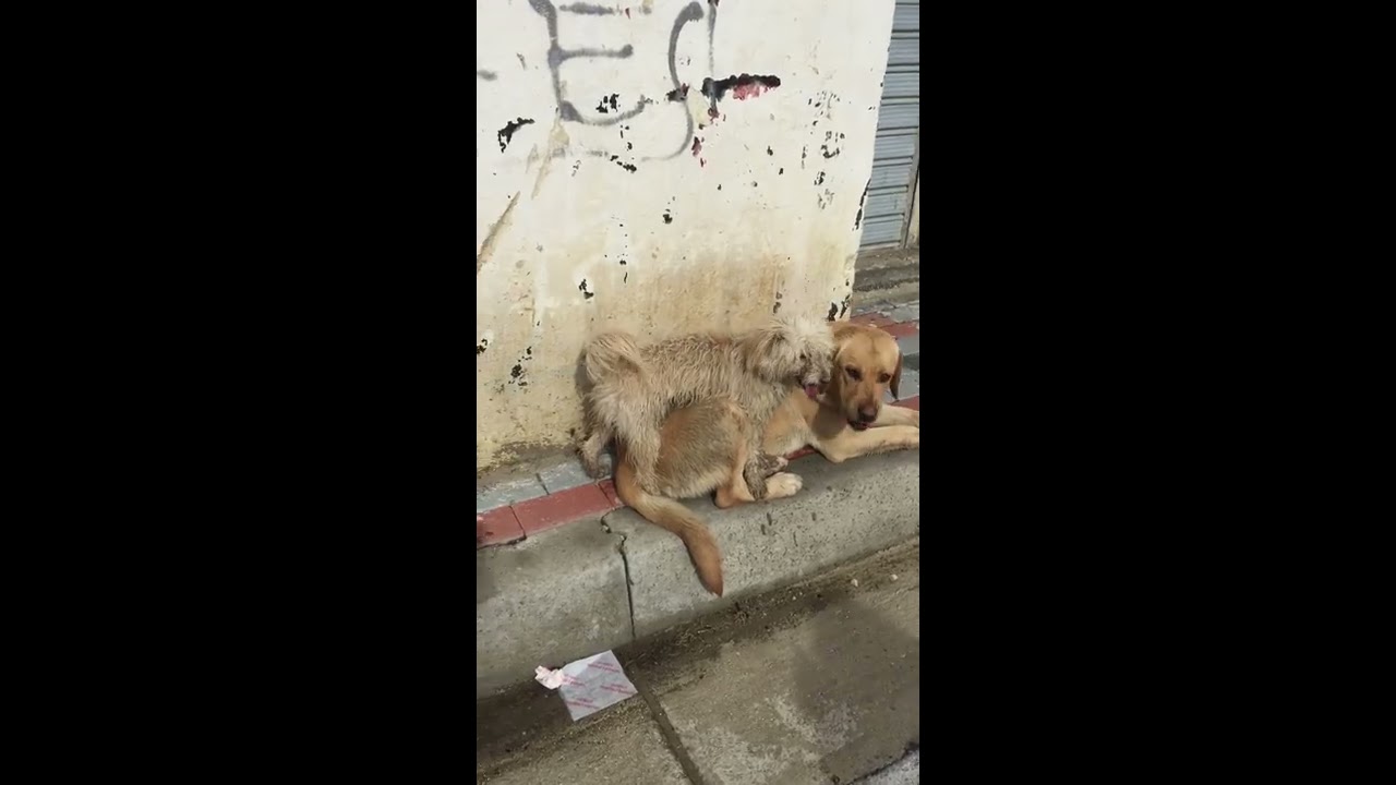 big dog mating successful