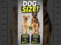 Labrador Retriever vs German Shepherd Size Comparison 🐶 #shorts