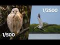 Nail These Camera Settings for the Best Bird Photography Results