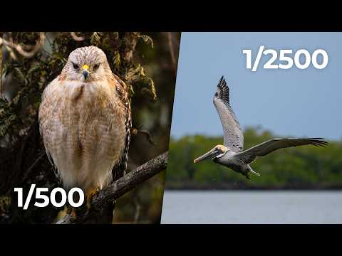 The Most Important Camera Settings for Incredible Bird Photos