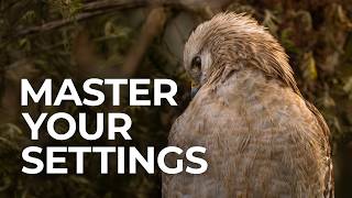 The Most Important Camera Settings for Incredible Bird Photos