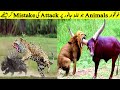 Jab Shikari Ghalat Janwar Sy Panga Lay Bethay II Animals Messing With Wrong Opponents - Part 2