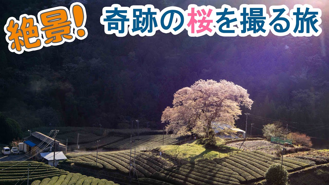 牛代の水目桜,一度は行きたい日本の桜絶景を撮ったら奇跡が起きた旅(静岡県島田市)Cherry Blossoms Sakura Japan,Travel Ι 絶景屋(Photo & Drive)