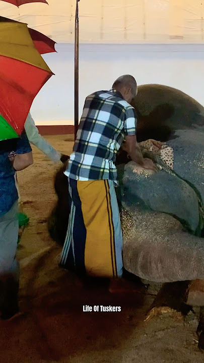 අලින්ට දෙහි කපනවා දැකලා තියේද😻❤️‍🩹#bestcountry #srilanka #lifeoftusker #nature #wildlife #animals