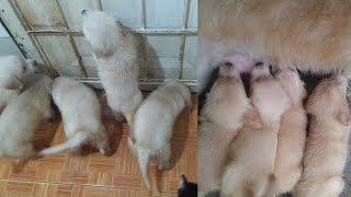 Hungry Puppies Cry Asking to Go Outside to Suckle Their Mother's Nipples