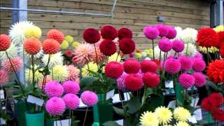 How To Grow Dahlias. Scottish Adventure 2012.