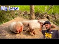 Another big lose  my first vlog in urdu hindi arslan4241 pets vlogs