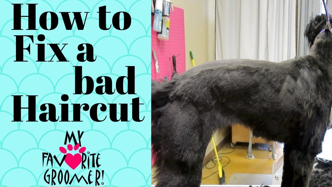 Fixing A Bad Haircut Youtube