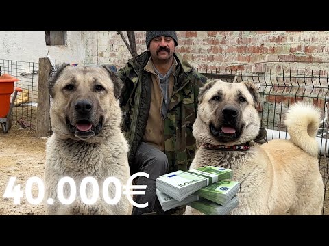 1 MİLYON 400 BİN TL DEĞERİNDEKİ KANGAL KÖPEKLERİ | DÜNYA BU KANGALLAR’IN PEŞİNDE !!!