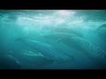 Behind the Scenes of Our Planet - Narwhal