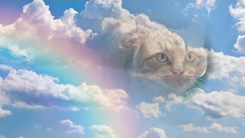 Солнечный кот Лёха ушёл на радугу...😢