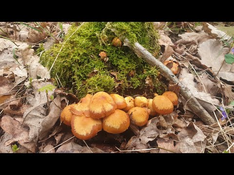 Первые грибы, летние опята. Готовим с ними омлет👍.
