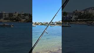 Κυριακάτικος καφές και ψάρεμα 🐠 #psarema #fishing #fy #ψαρεμα #ψάρεμα #fyp #greek #new #fish #like