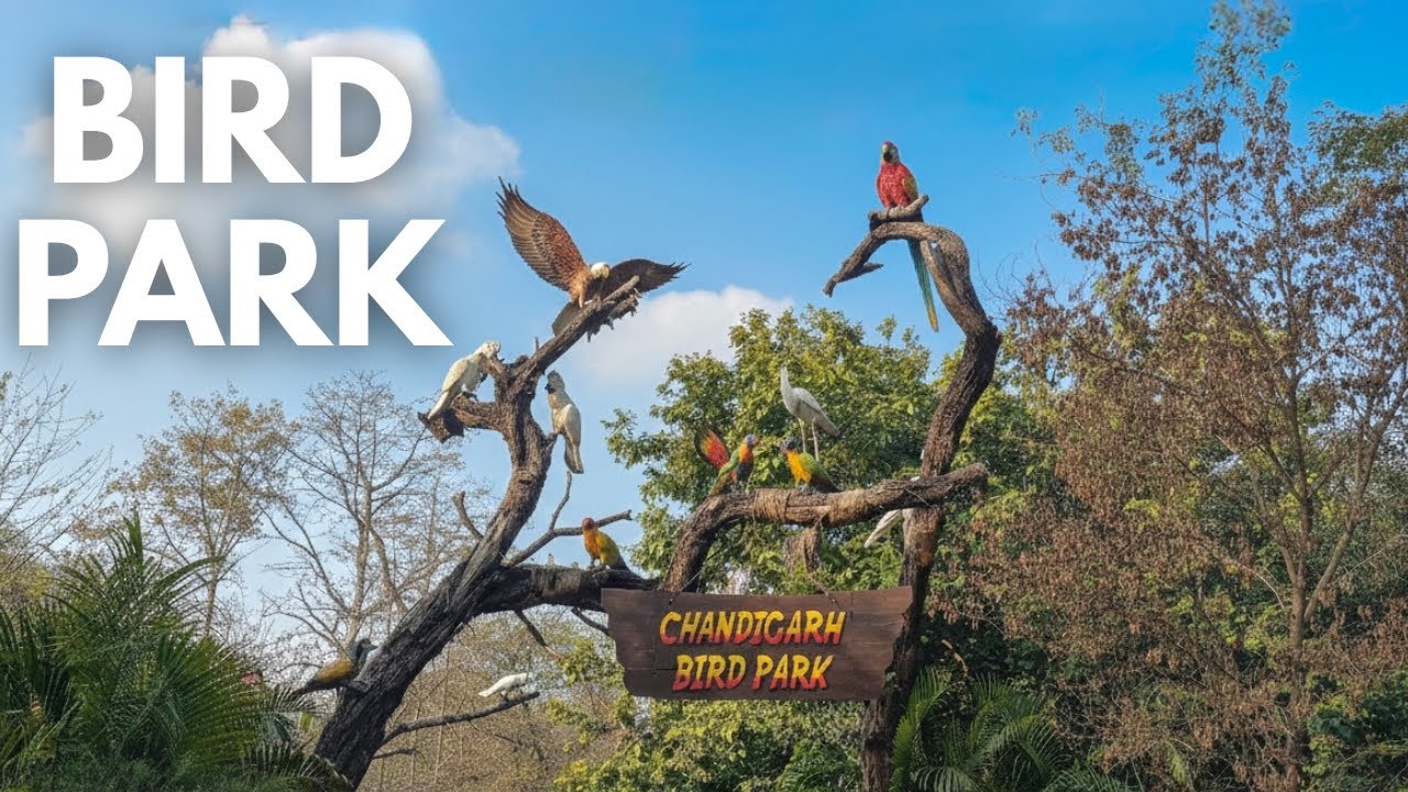 Exploring Chandigarh Bird Park | Birds, Nature & Peaceful Vibes