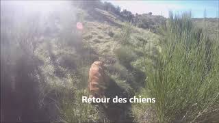 Chasse sanglier Ardèche 2018