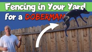 Simple Tricks for Keeping Your Doberman from Jumping Your Fence