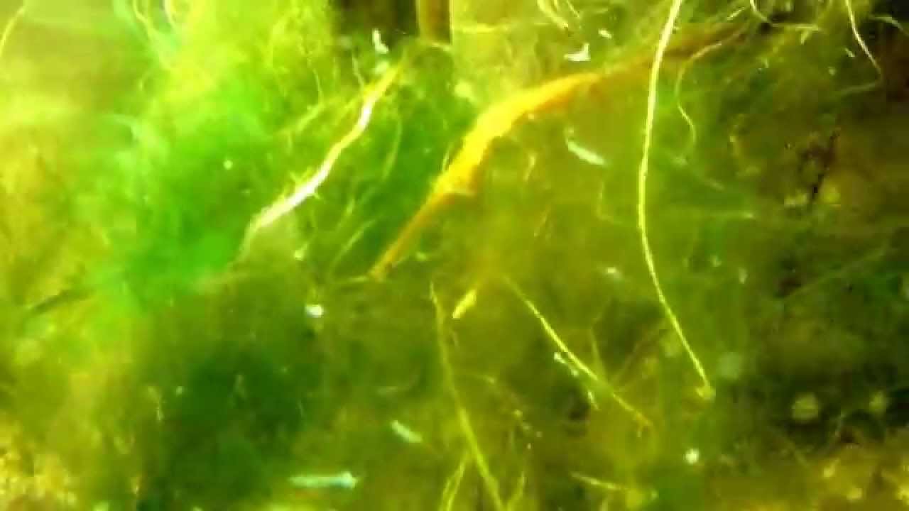 aquarium plants Dragonfly nymph in aquarium