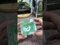 Two enclosures, one large and one small, perfectly sized for jumping spiders of different body types