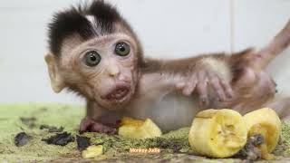 Much Scaring Poor Baby Monkey Ting Ting Lying On Blanket And Crying Loudly