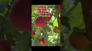 Фермерское хозяйство