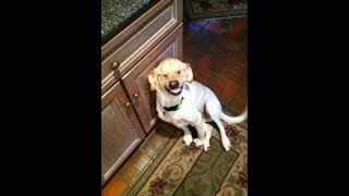 Silliest Cats and Dogs Compilation 2019