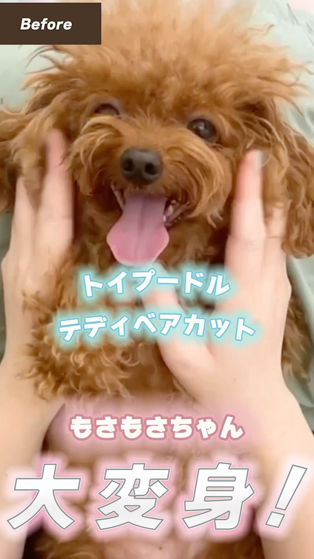 Momo's Channel / モモズチャンネル - YouTube